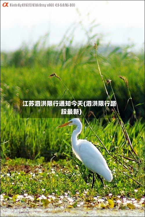 江苏泗洪限行通知今天(泗洪限行路段最新)-第1张图片
