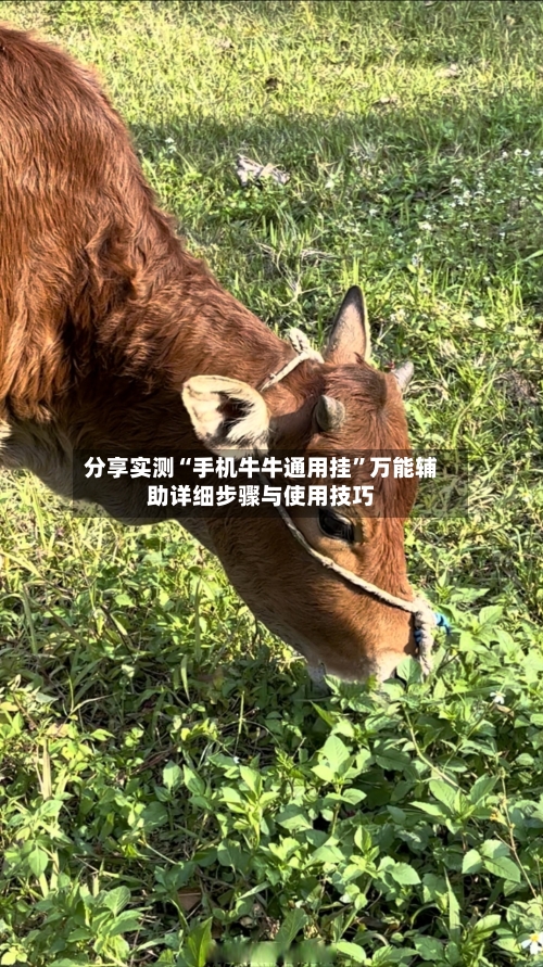 分享实测“手机牛牛通用挂”万能辅助详细步骤与使用技巧-第1张图片