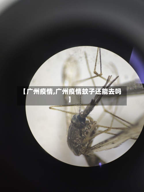 【广州疫情,广州疫情蚊子还能去吗】-第1张图片
