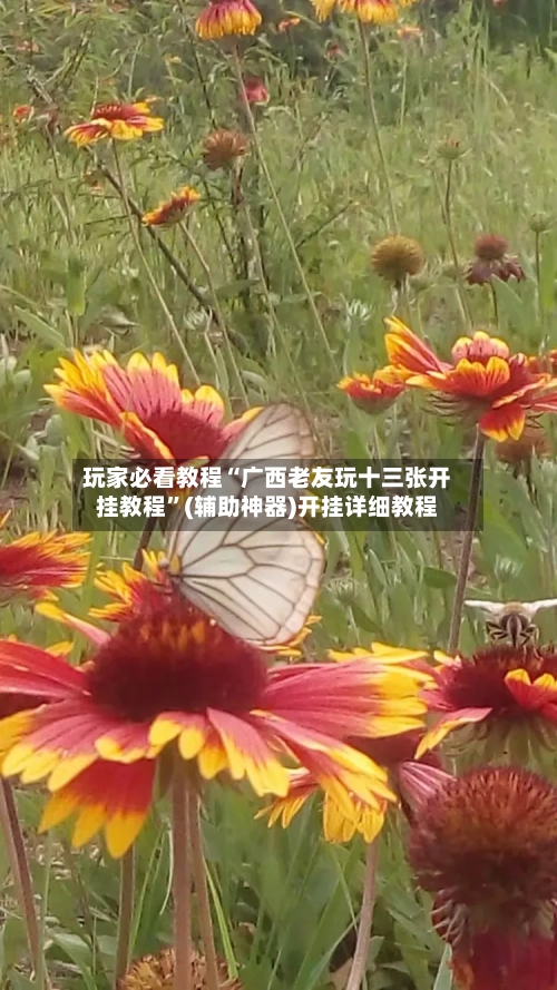 玩家必看教程“广西老友玩十三张开挂教程”(辅助神器)开挂详细教程-第2张图片