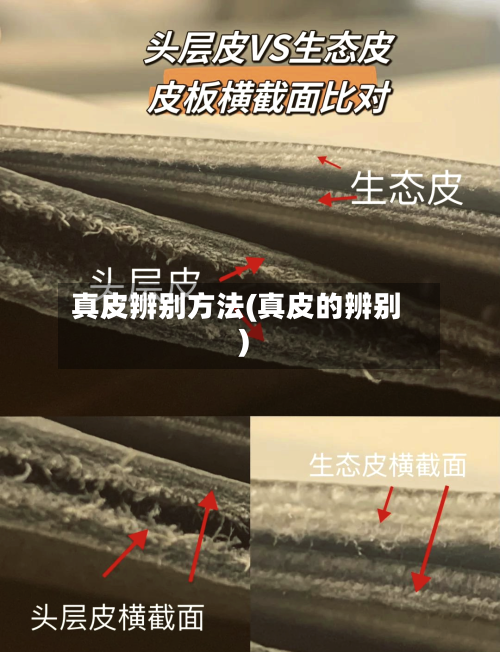 真皮辨别方法(真皮的辨别)-第2张图片