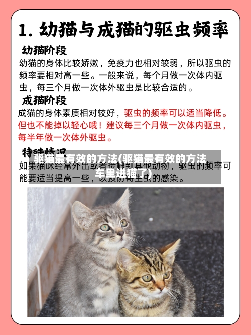 驱猫最有效的方法(驱猫最有效的方法车里进猫了)-第1张图片